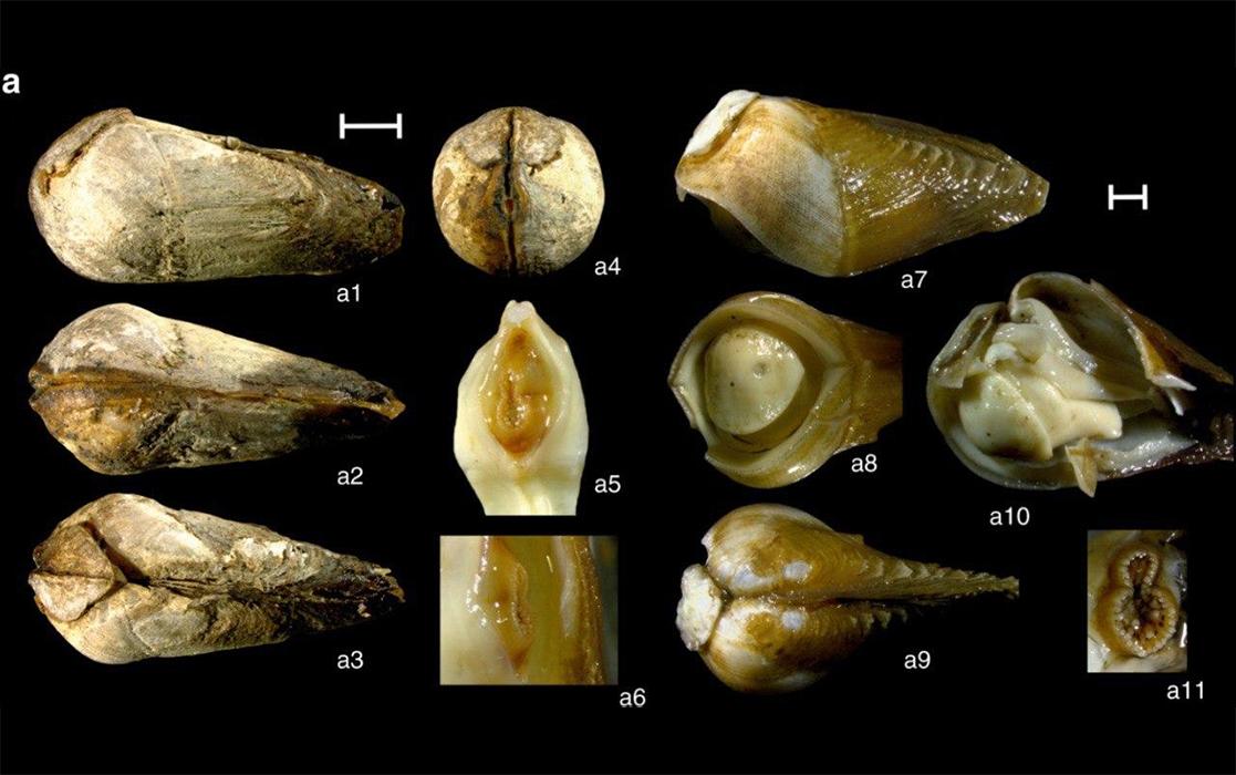 Lignopholas fluminalis