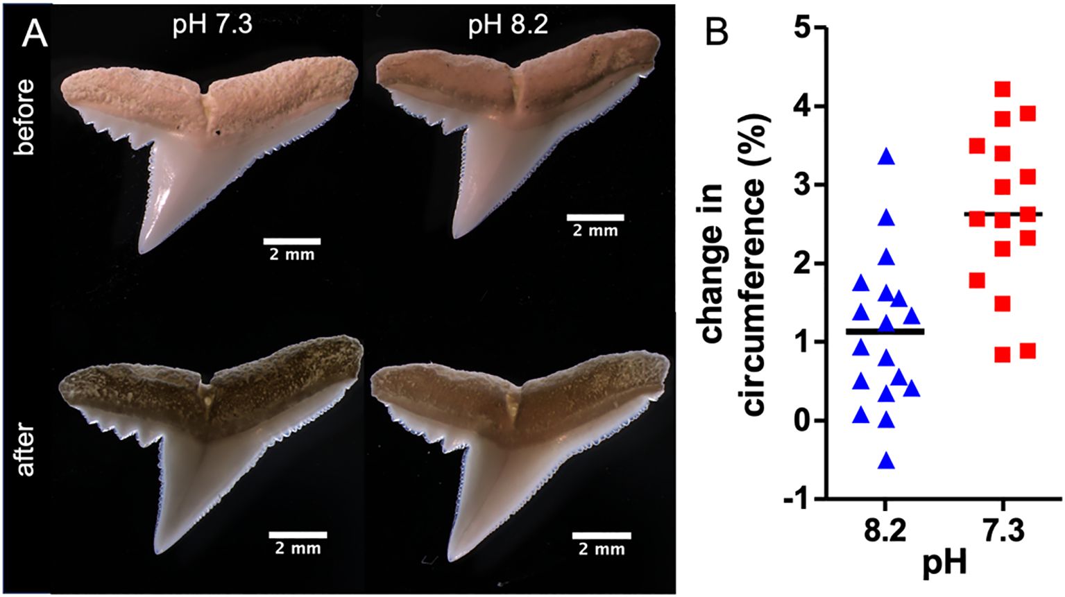 Relative changes in circumference of teeth. (A) Representative images of teeth before and after the eight-week incubation at pH 7.3 and pH 8.2 respectively. (B) Relative changes in the circumference of C. melanopterus teeth after eight weeks of incubation, pH 7.3 (n=16) and pH 8.2 (n=18), t-test *** p< 0.001.