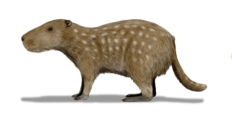 capibara