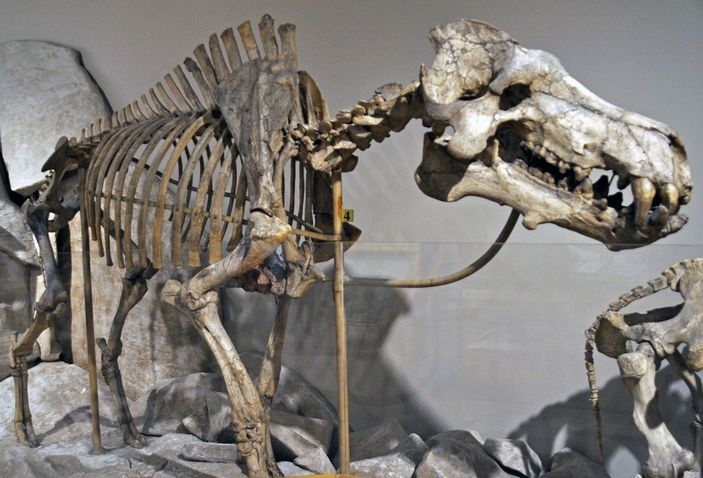 Entelodon